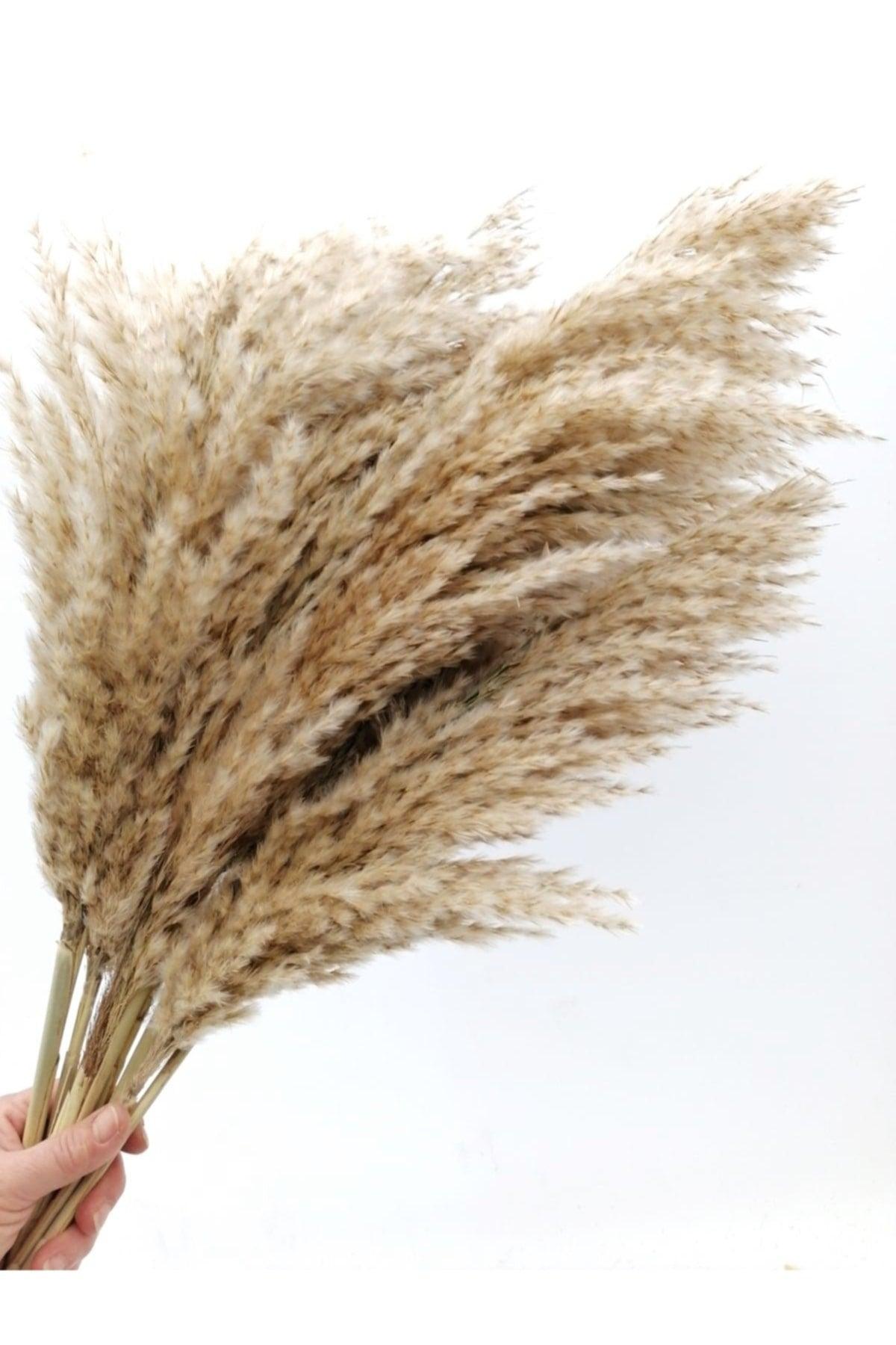 Dried Flower Decorative Pampas Large Bunch of 8 - Swordslife