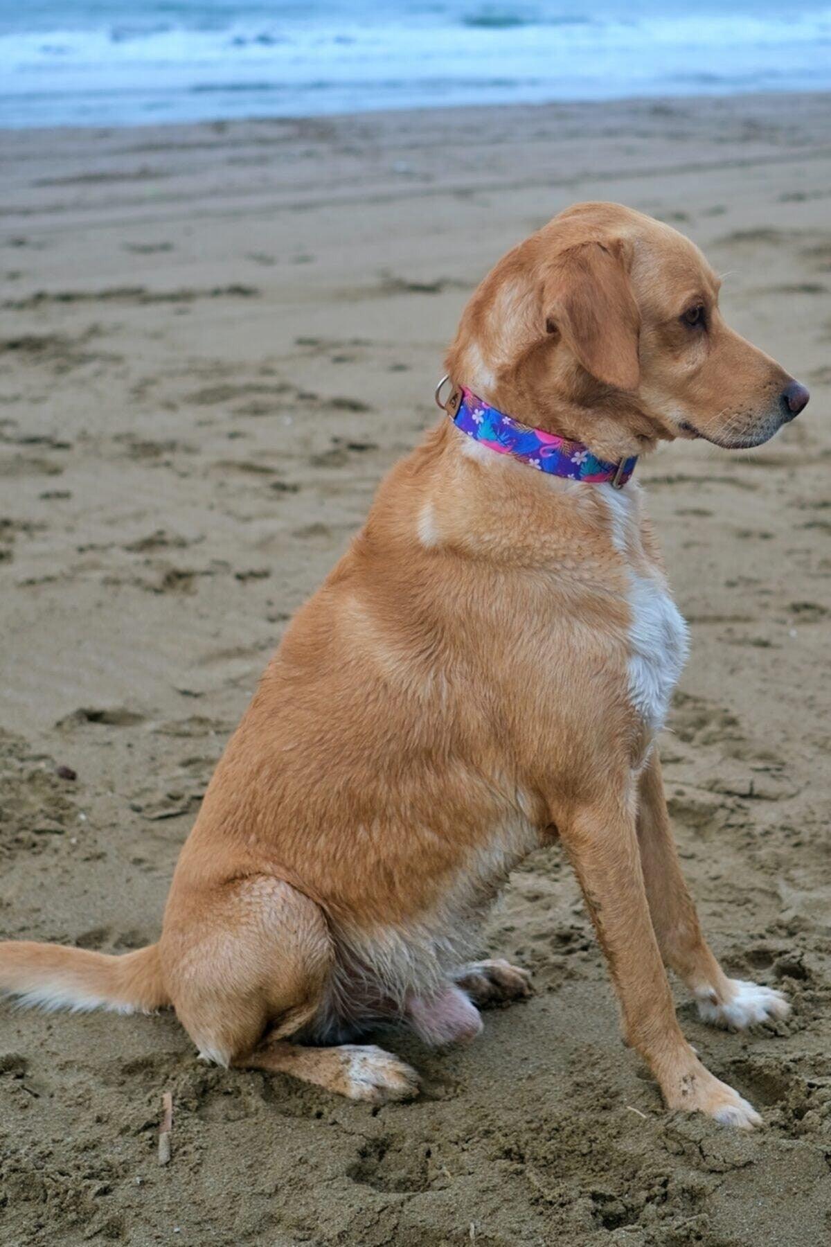 Flamingo Dog Collar