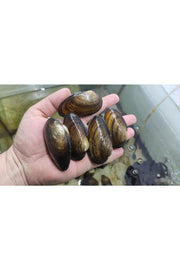 Fresh Water Mussel 10 Pieces 4-9 Cm Natural