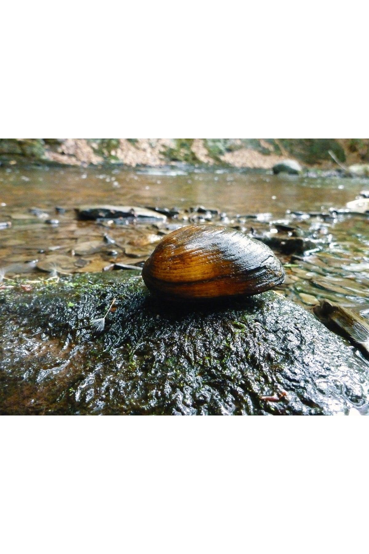 Fresh Water Mussel 10 Pieces 4-9 Cm Natural