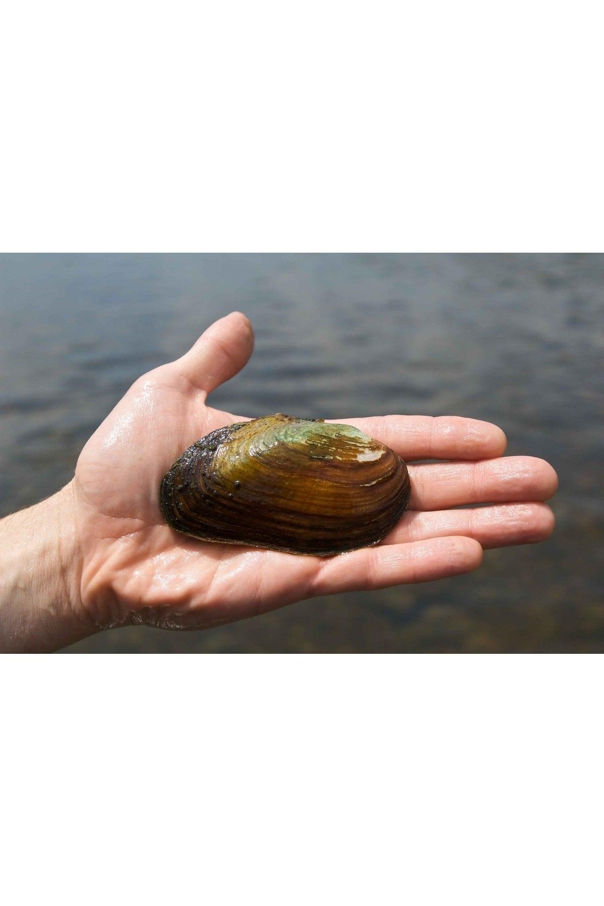 Fresh Water Mussel 10 Pieces 4-9 Cm Natural