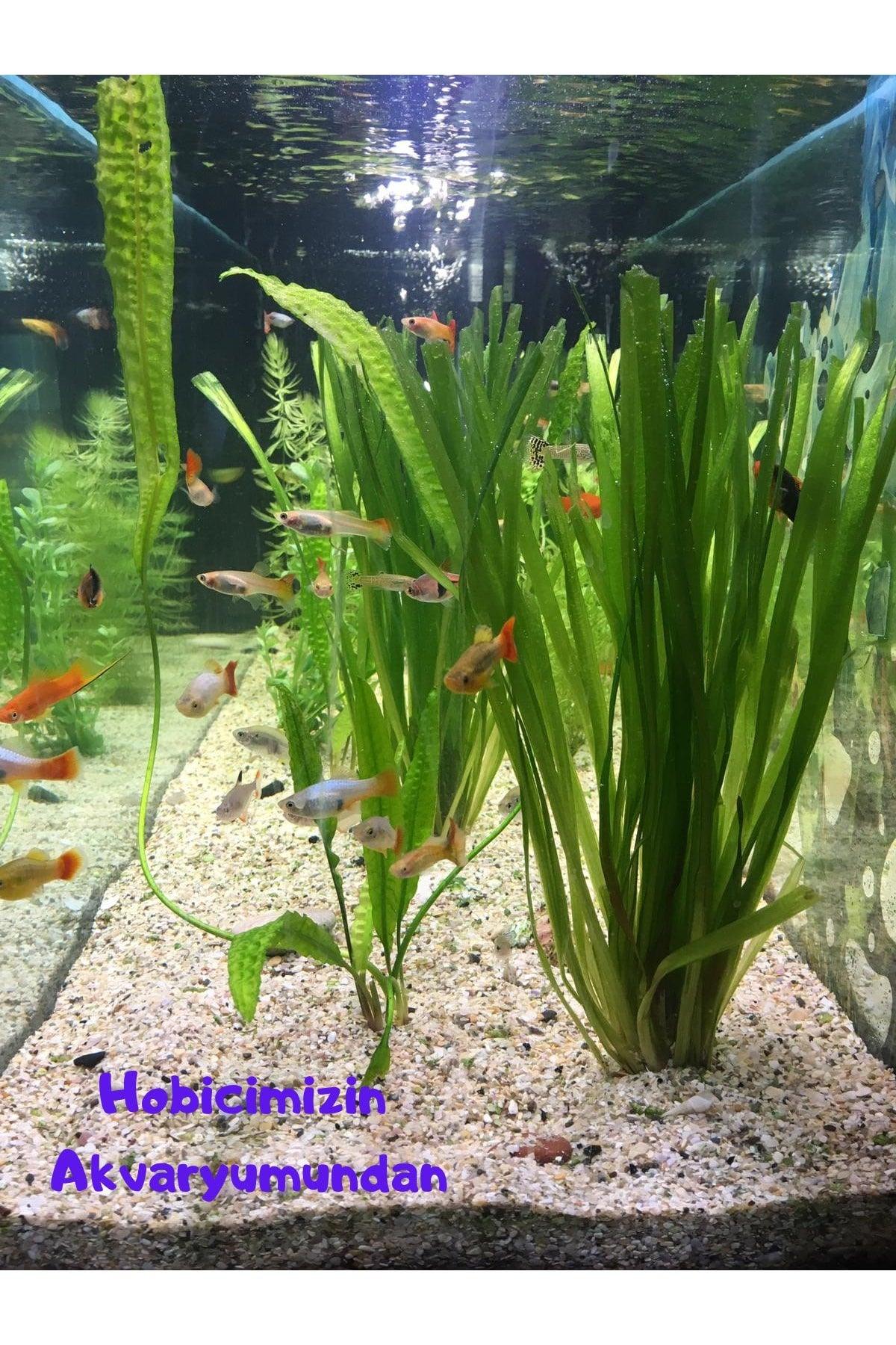 Giant Sedge 1 Vineyard Aquarium Plant Live Plant