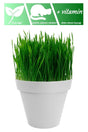 Hairball Prevention 100% Natural Cat Grass (seed, soil, pot) - Swordslife