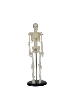 45 cm Articulated Human Skeleton Educational Model