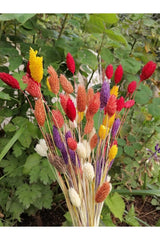 Dried Flower Palaris Bird Grass Mixed Colors Length 45cm, 50-55 Stem - Swordslife