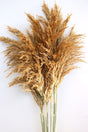 Dried Flower Pampas 13 Pcs Big Bunch 100 cm (Light Brown) - Swordslife