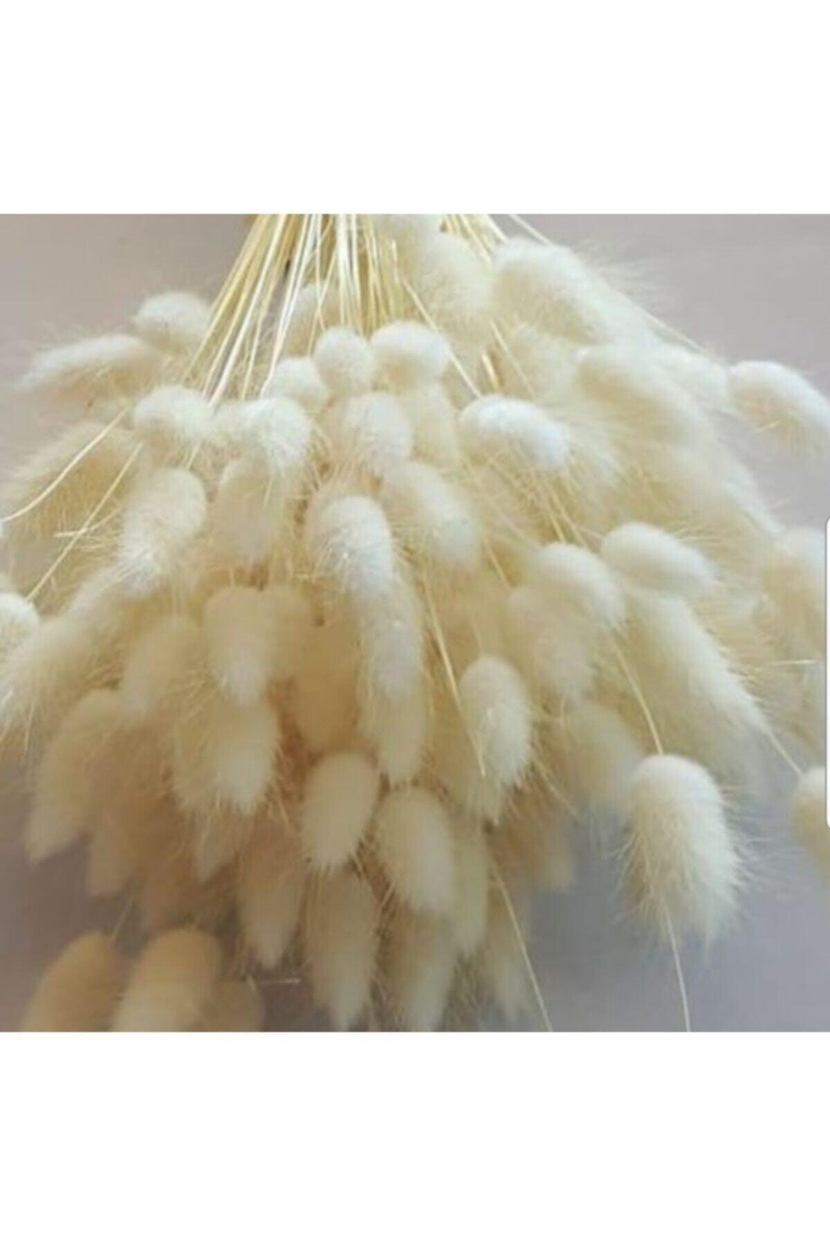 Dried Flower Cotton Grass Lagurus Bunch 15 Branches (grain) - Swordslife