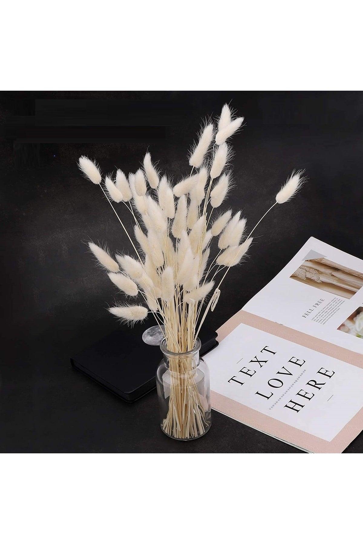 Dried Flower Cotton Grass Lagurus Bunch 20-25 Branch (Grain) - Swordslife