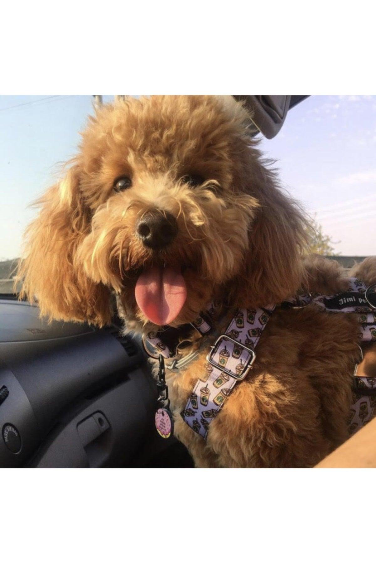 Leash Set Small Size Starbucks Model