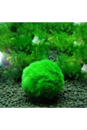 Marimo - Lucky Moss ( Moss Ball | Live