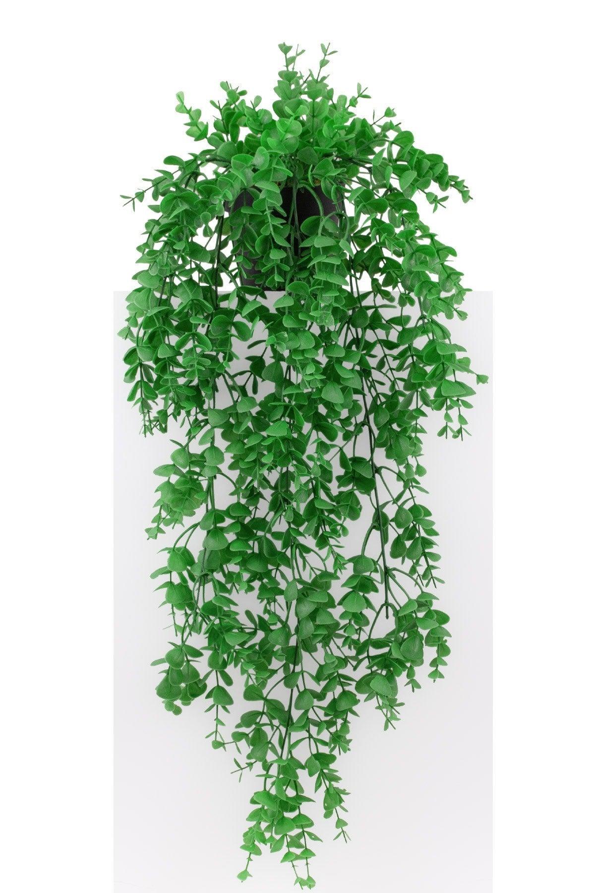 Hanging Boxwood in Mini Black Plastic Pot - Swordslife