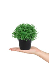 Artificial Basil Flower in Mini Black Plastic Pot - Swordslife