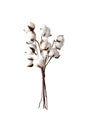 Natural Cotton Flower 10 Pieces Single Branch Dried Flower 30 Cm Artificial Flower - Swordslife