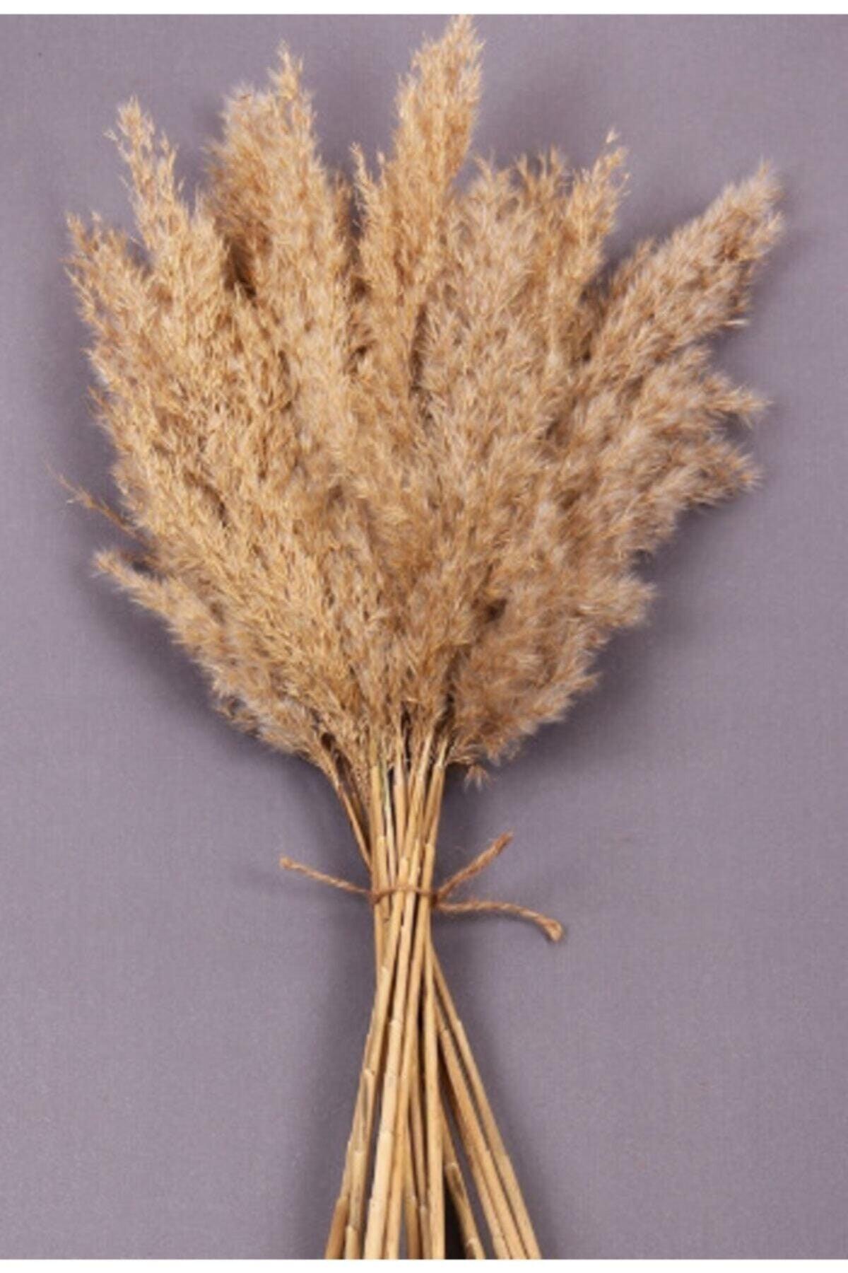 Natural Dried Flower Pampas 15 Pieces 100 Cm Pms-natural - Swordslife