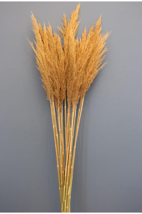 Natural Dried Flower Pampas 50 Pieces 100 Cm - Swordslife