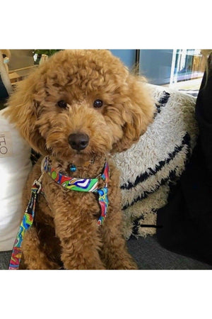 Pastel Harness