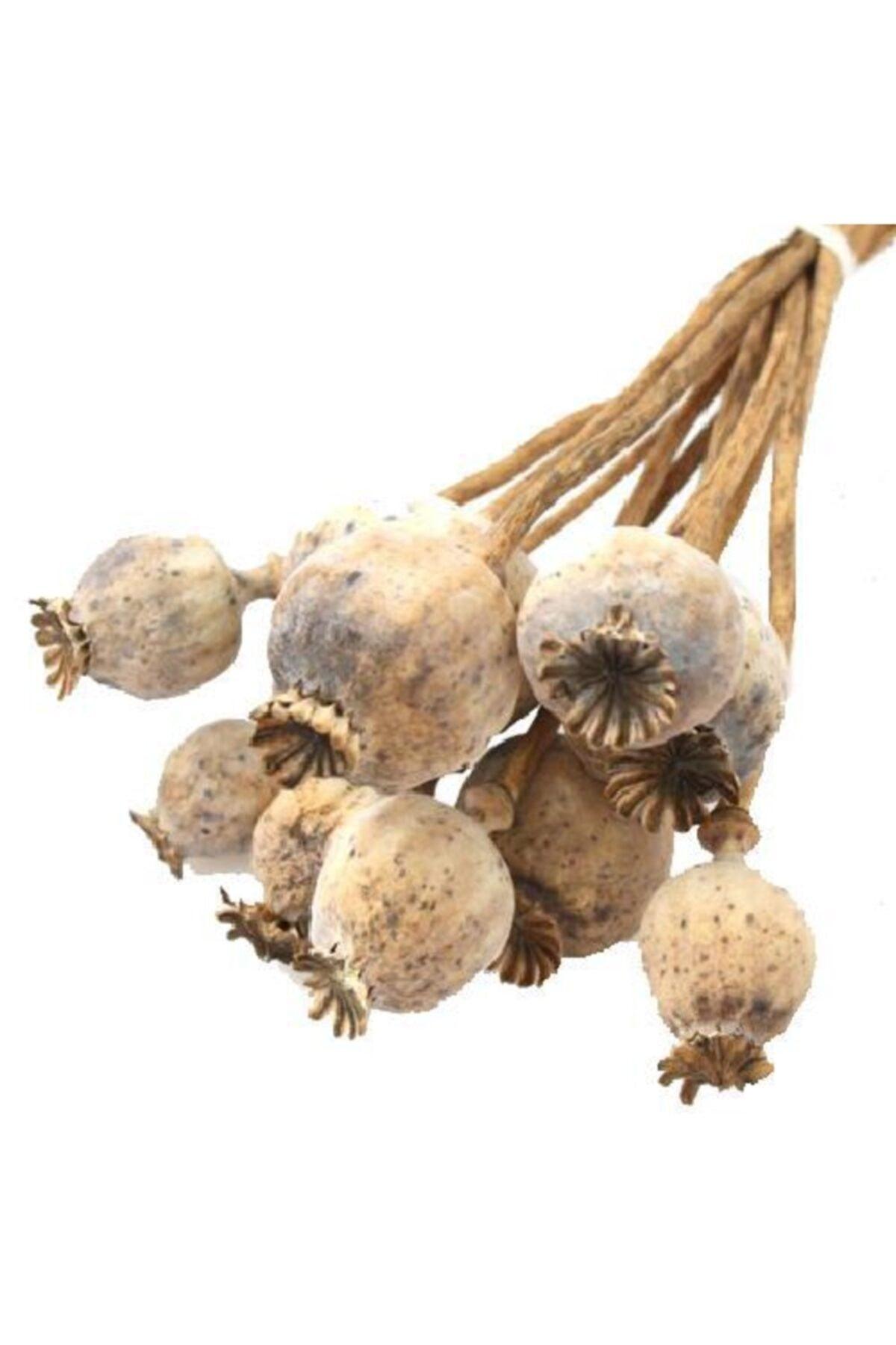 Raw Natural Color Poppy Boll Dried Flower 5 Pack - Swordslife
