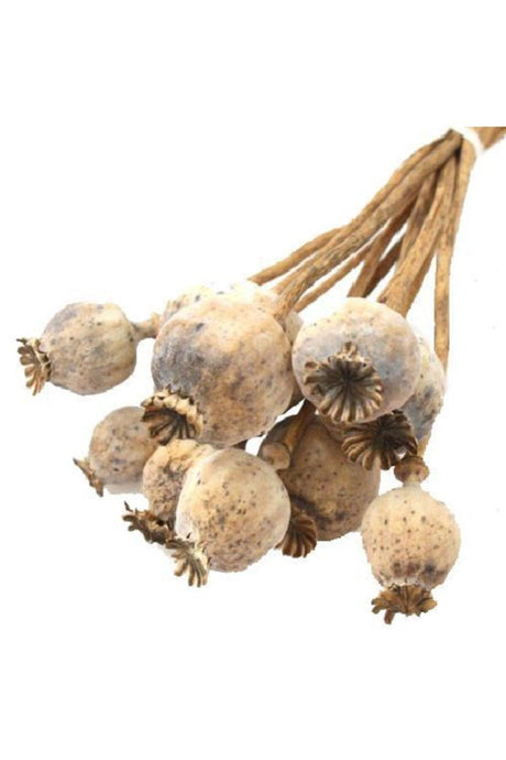 Raw Natural Color Poppy Boll Dried Flower 5 Pack - Swordslife