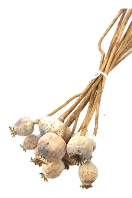 Raw Natural Color Poppy Boll Dried Flower 5 Pack - Swordslife