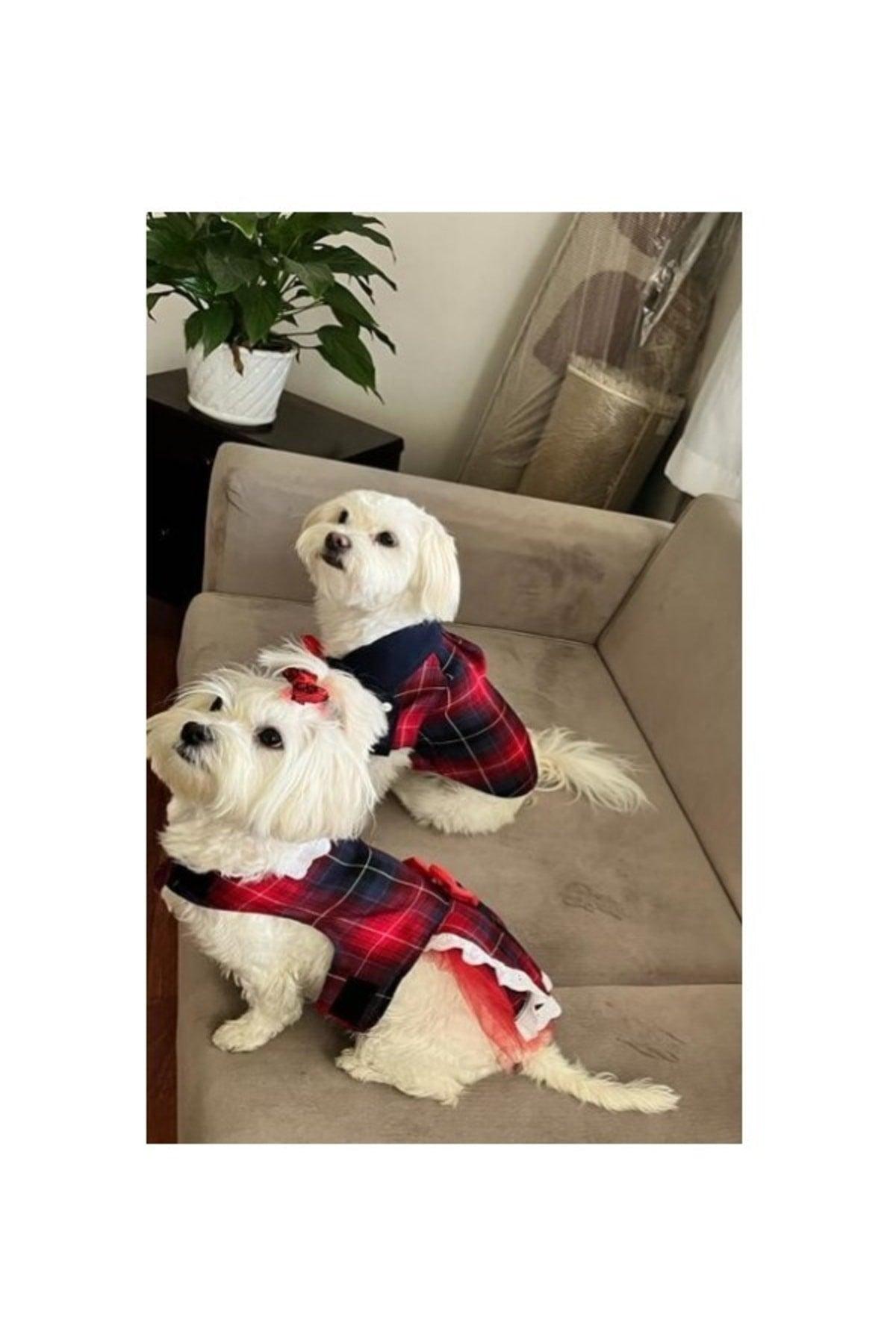 Red Blue Checked Bow Tie Female Cat Dog