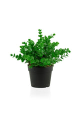 Artificial Bunch in Black Mini Plastic Pot - Swordslife