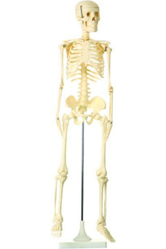 85 cm Full-Size Human Skeleton Model