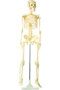 Skeleton Model 85cm