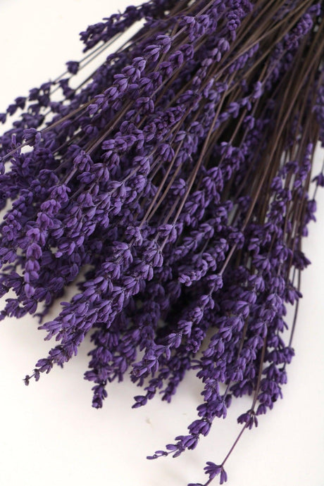 Shocked Spill Resistant Real Lavender Bundle Purple (100 Gr) - Swordslife