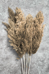 Shocked Natural Color Pampas Bundle of 10 - Swordslife