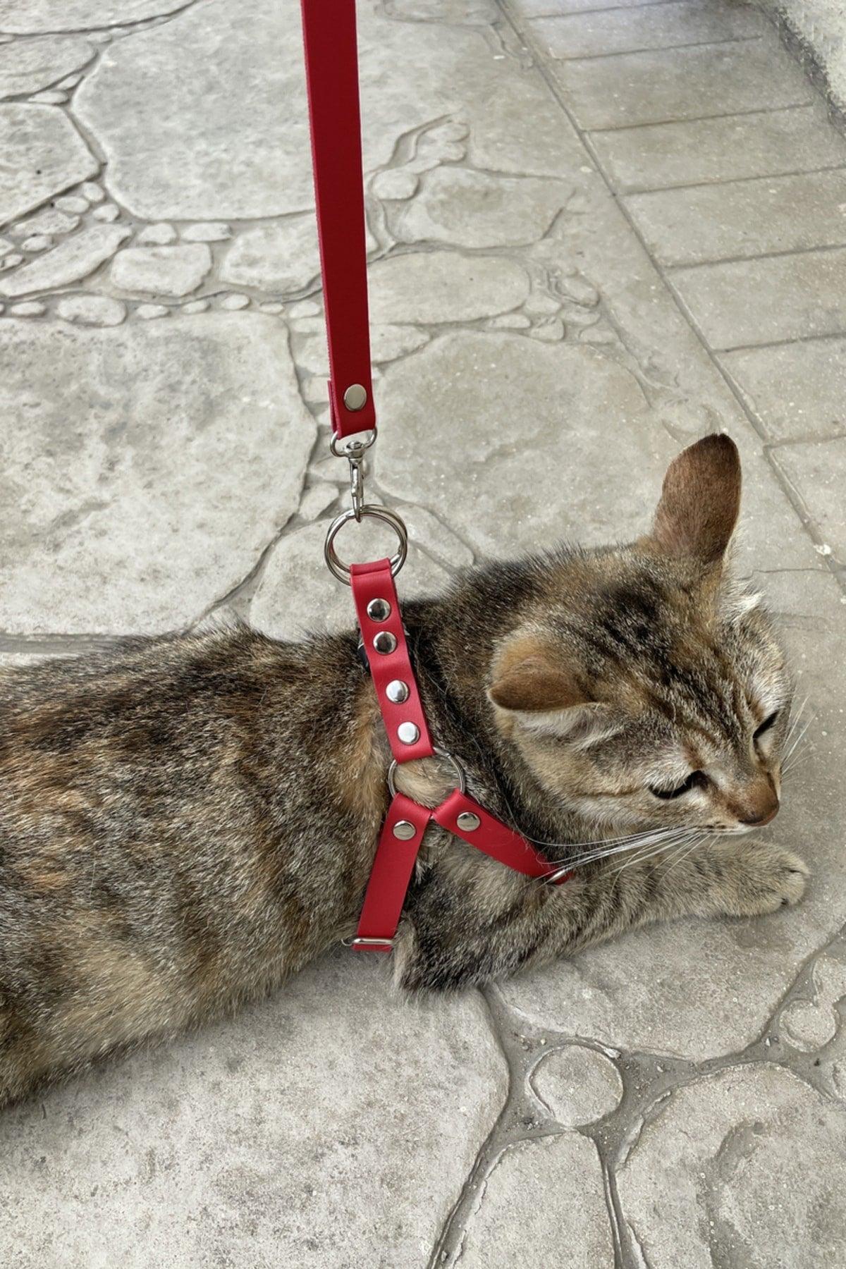 Cat Walk With Special Leather Bag