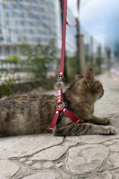 Cat Walk With Special Leather Bag