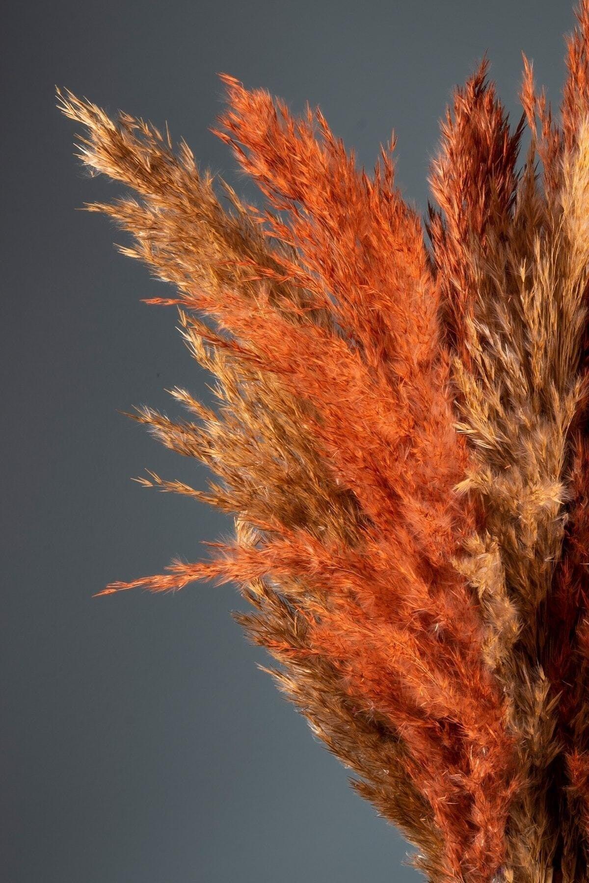 Orange Natural Shocked 16 Pack Pampas Grass 100cm - Swordslife