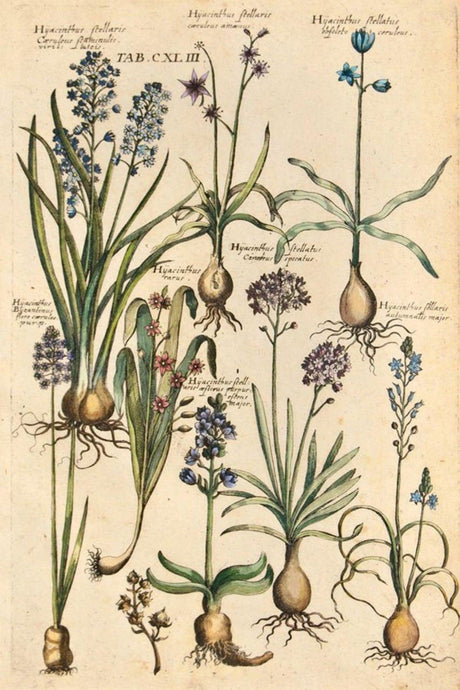 Vintage Botanical 60' Wall Poster Set - Swordslife
