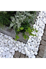 White Dolomite Stone 10 Kg 4-6 Cm Decorative Stone Garden Ornamental Stone Loche - Swordslife