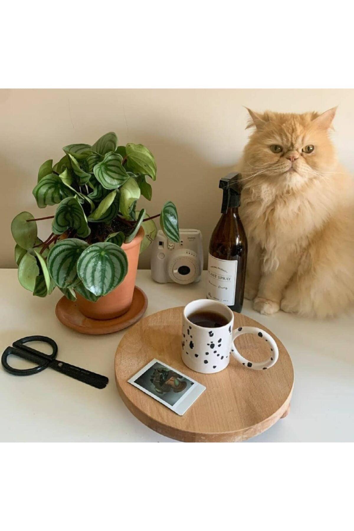 Wooden Presentation Board with Ball Legs Birch Color - Swordslife